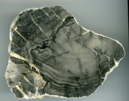 Lažánecký vápenec s deskatým korálem, Moravský kras - Supreme Panthers