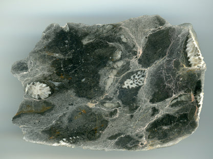 Lažánecký vápenec s deskatým korálem rodu Thamnopora, Moravský kras - Supreme Panthers