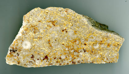 Leštěné velké články lilijic ve žlutém vápenci - Supreme Panthers