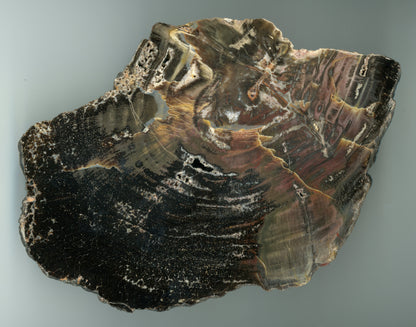 Leštěný muzejní zkřemenělý prvohorní jehličnan, střeďák - Supreme Panthers