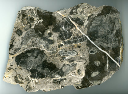 MEGA vápenec s koráli - Supreme Panthers