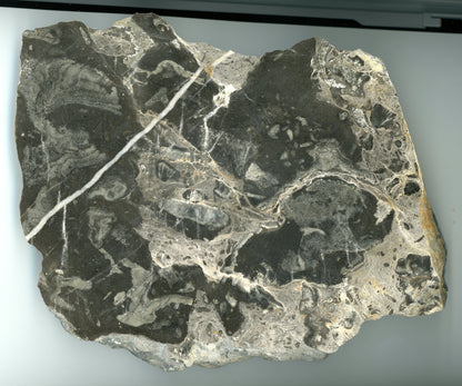 MEGA vápenec s koráli, devon, Moravský kras - Supreme Panthers