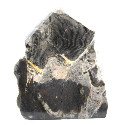 Monument z tabulátních korálů - Supreme Panthers