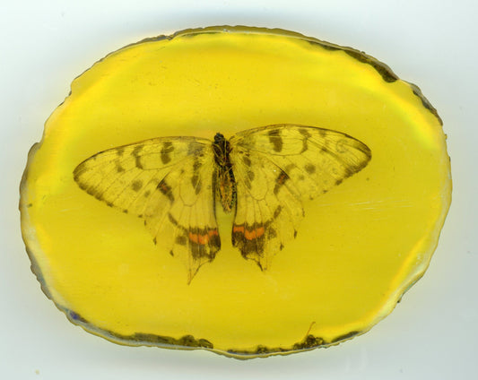 Motýl v epoxidu - Supreme Panthers