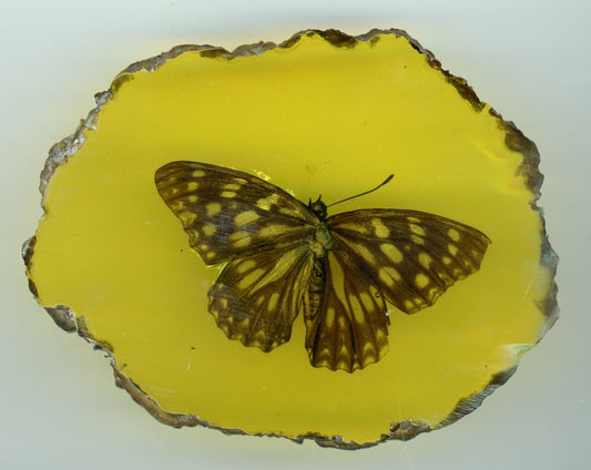 Motýl v epoxidu - Supreme Panthers