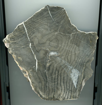 MUZEJNÍ kolonie deskatého korálu, devon, Moravský kras - Supreme Panthers