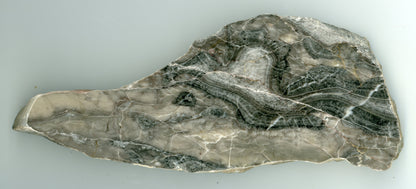 Neptunické žíly - Supreme Panthers