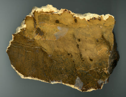 Opalizovaný jehličnan - Supreme Panthers