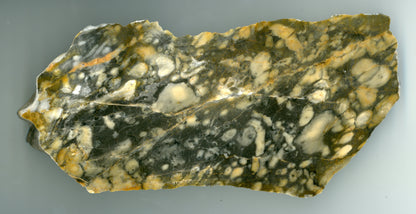 Oranžovožluté korály - Supreme Panthers