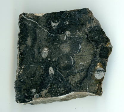 Orthoceras - Supreme Panthers