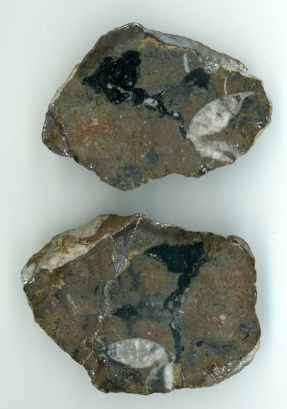 Orthoceras - Supreme Panthers