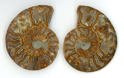 Pár aragonitových amonitů leštěný (Cleoniceras), pár - Supreme Panthers