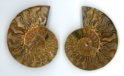 Pár aragonitových amonitů leštěný (Cleoniceras), pár - Supreme Panthers