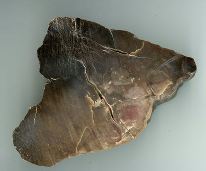 Prvhorní jehličnan typu Dadoxylon - Supreme Panthers