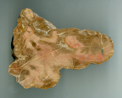 Prvhorní jehličnan typu Dadoxylon - Supreme Panthers