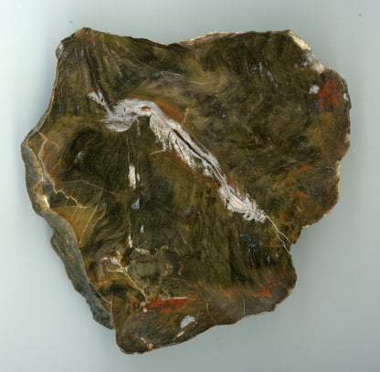 Prvhorní jehličnan typu Dadoxylon - Supreme Panthers