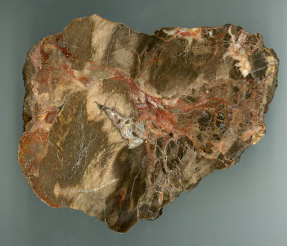 Prvhorní jehličnan typu Dadoxylon - Supreme Panthers