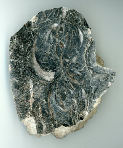 Ramenonožci, velké schránky - Supreme Panthers