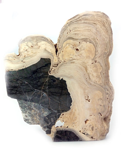 Řez krápníkem na vápenci leštěný - Supreme Panthers