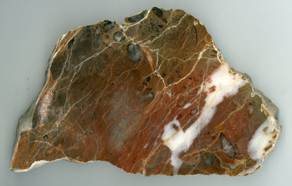 Rudý vápenec se zkamenělinami - Supreme Panthers