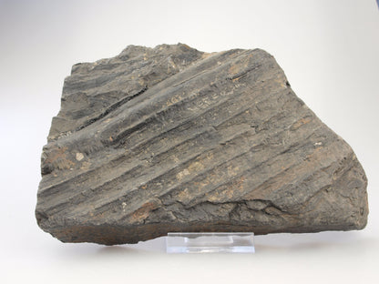 Sigillaria, otisk kůry, karbon - Supreme Panthers