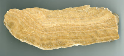 Sintr, leštěný plátek - Supreme Panthers