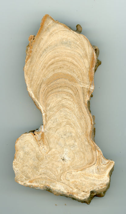 Sintr, leštěný plátek - Supreme Panthers