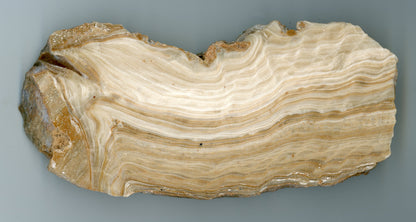 Sintr, leštěný plátek - Supreme Panthers