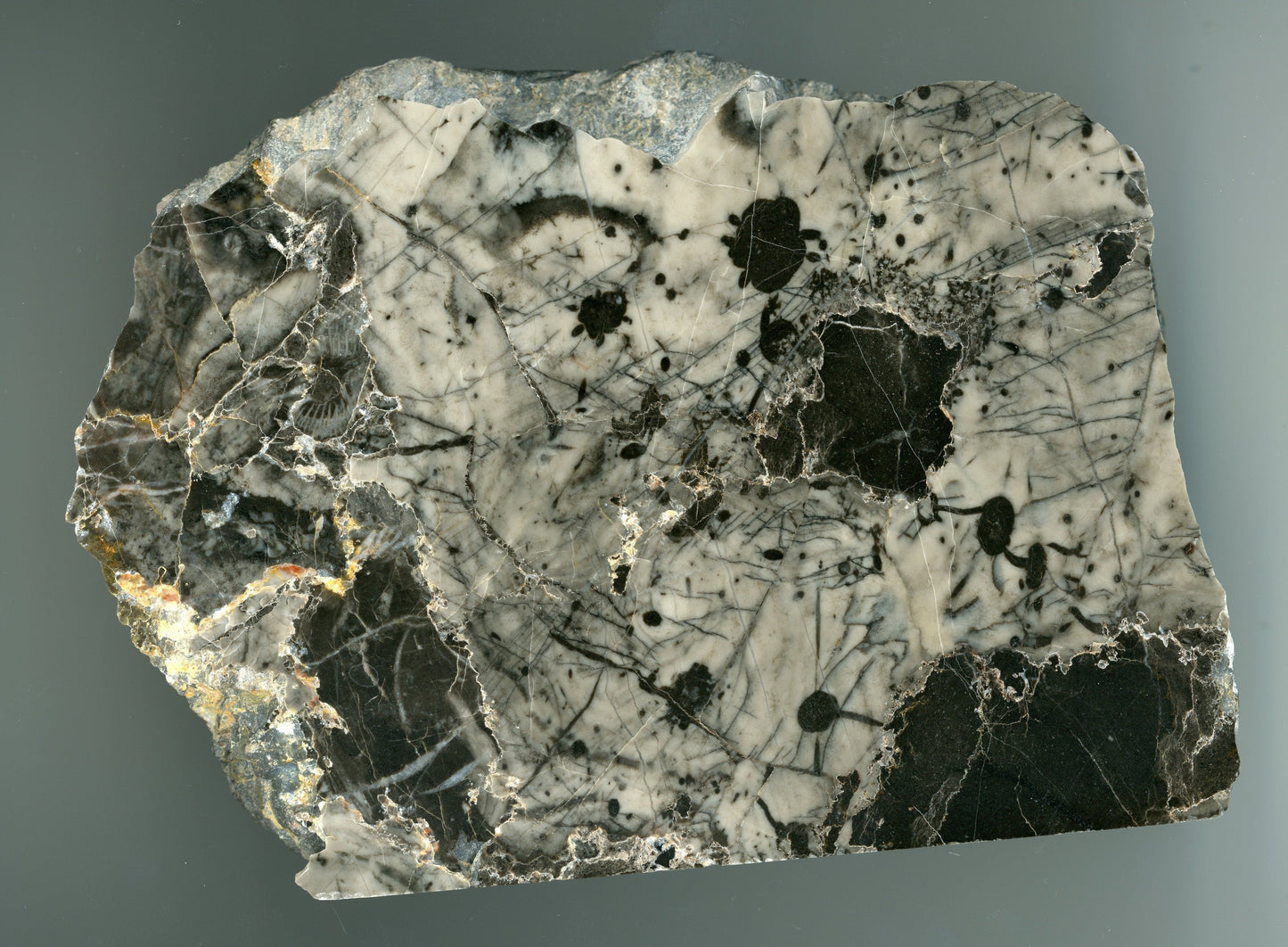 Stromatopora - Supreme Panthers