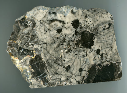 Stromatopora - Supreme Panthers