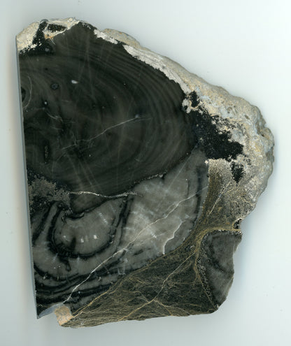 Stromatopora porůstána deskatým korálem - Supreme Panthers