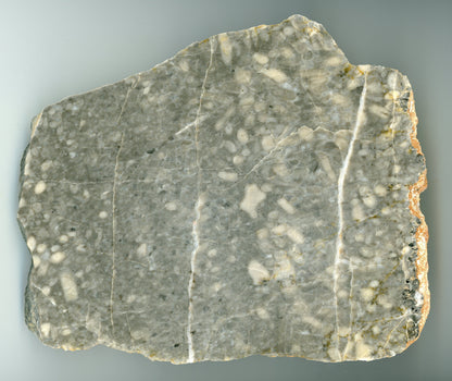 Stromatopory rodu Amphipora - Supreme Panthers