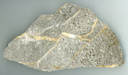 Stromatopory rodu Amphipora - Supreme Panthers