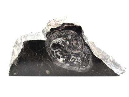 Těžítko s lasturou svinutého plže - Supreme Panthers