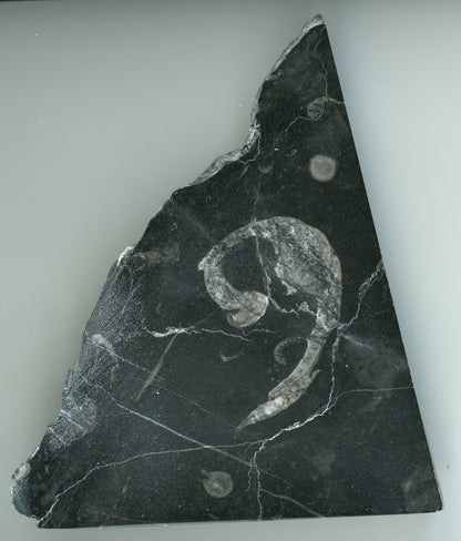 Těžítko s lasturou svinutého plže - Supreme Panthers