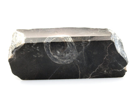 Těžítko s lasturou svinutého plže - Supreme Panthers