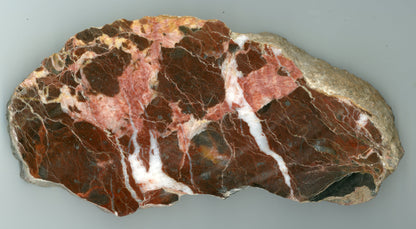 Vápenec krvavý se zkamenělinami - Supreme Panthers