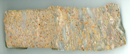 Vápenec s proměněnými korály - Supreme Panthers