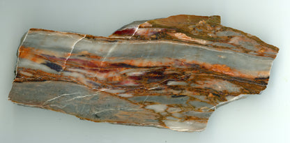 Vápenec s proměněnými zkamenělinami - Supreme Panthers