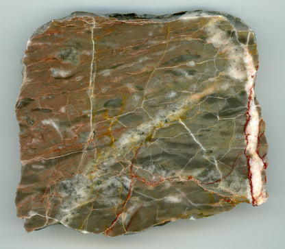 Vápenec se zbytky zkamenělin - Supreme Panthers