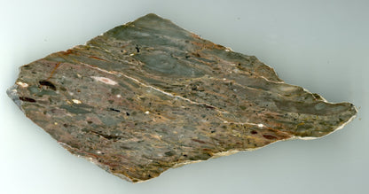 Vápenec se zbytky zkamenělin - Supreme Panthers