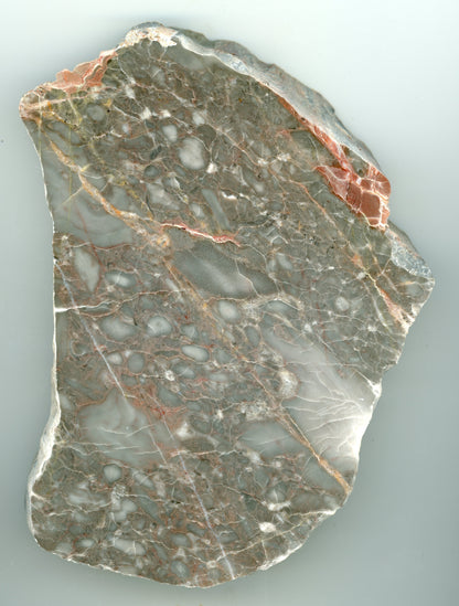 Vápenec se zkamenělinami - Supreme Panthers