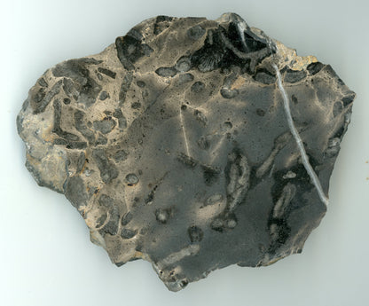 Větevnaté stromatopory - Supreme Panthers