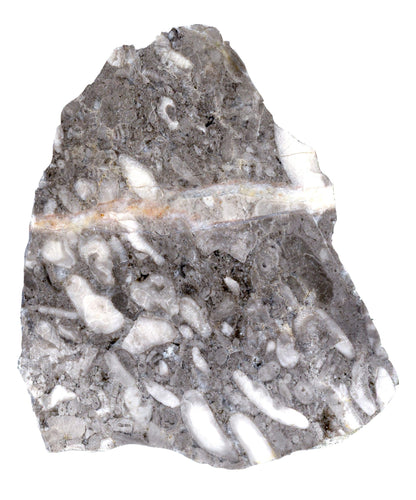 Vilémovický vápenec se stromatoporami - Supreme Panthers