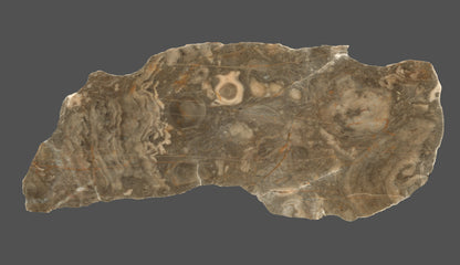 Vilémovický vápenec se stromatoporami a korály - Supreme Panthers