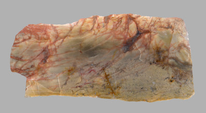 Vilémovický vápenec se žlutou stromatoporou - Supreme Panthers