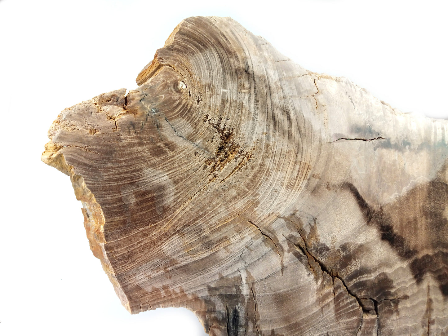 Zkamenělé dřevo listnatého stromu - střeďák - Supreme Panthers