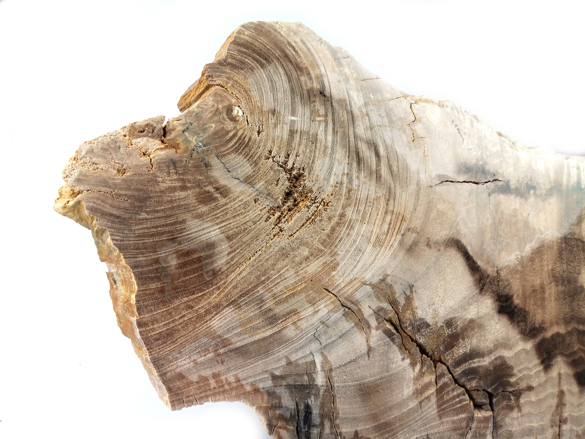 Zkamenělé dřevo listnatého stromu - střeďák - Supreme Panthers