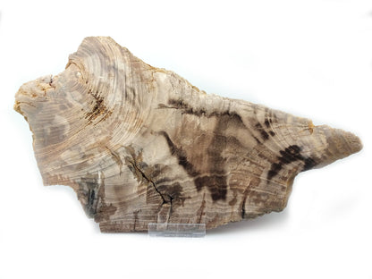 Zkamenělé dřevo listnatého stromu - střeďák - Supreme Panthers