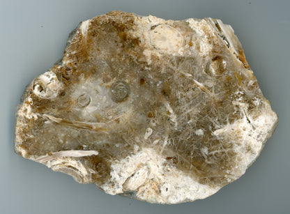 Zkamenělé třetihorní rašelina s větévkami - Supreme Panthers